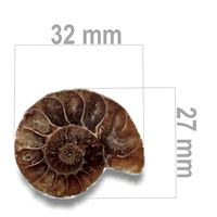 Amonit 32 x 27 mm ZKA007