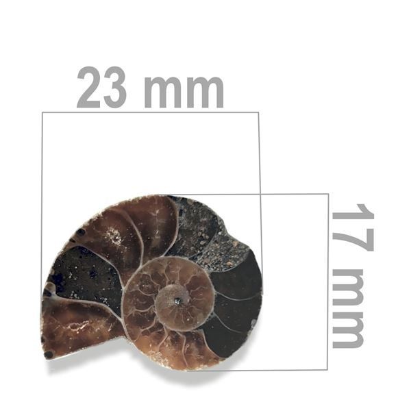 Amonit 23 x 17 mm ZKA012